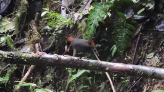 Rufousbreasted Antthrush Paz de Las Aves Ecuador 21616 [upl. by Colly416]