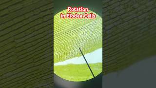 Mesmerizing Rotation in Elodea Cells Experiment  Plant Cell Movement science experiment [upl. by Ecilahc]