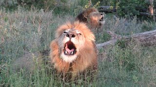 Male Lions Roaring Super Powerful amp Very Loud  Kruger Park Sightings [upl. by Akcira912]