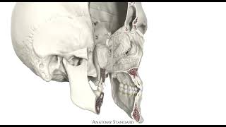 Bony nasal cavity  Cavitas nasalis ossea [upl. by Maller]