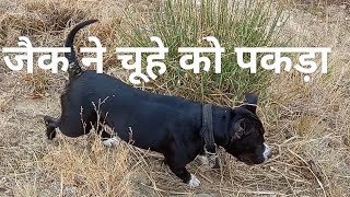 जैक ने चूहे को पकड़ा youtubeshorts pitbullfacts factshorts trendingshorts doglover shortsviral [upl. by Athey]