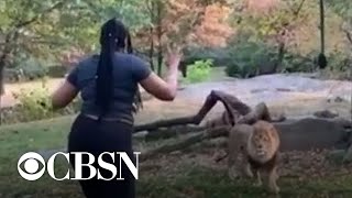 Woman climbs into lion exhibit at NYC zoo [upl. by Ettereve]