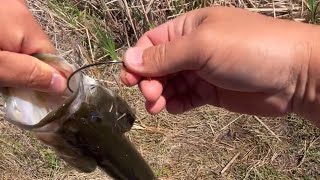 How to Remove a Fishing Hook from a Largemouth Bass  The Proper Way [upl. by Croner]