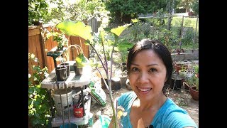 How to Propagate Tree Collards from Cuttings [upl. by Alica852]