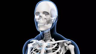 Human skeleton system overview Senior– 3D model and animation – in English [upl. by Ruben]