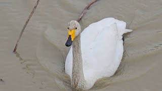 Whooper Swan [upl. by Ephrem]