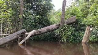 Menyusuri Sungai dan Hutan Kalimantan Perkampungan Suku Dayak Asli [upl. by Aridan]