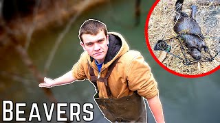 The War is Finally Over BEAVER TRAPPING  Kendall Gray [upl. by Nevek852]