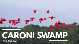 Caroni Bird Sanctuary Afternoon Tour of Caroni Swamp [upl. by Lala]