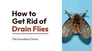 4 Ways to Get Rid of Drain Flies  How to Get Rid of Drain Flies  The Guardians Choice [upl. by Lewej]