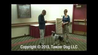 The 20 Principles All Animal Trainers Must Know  Roger Abrantes [upl. by Nave]