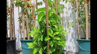 Grow a Diabetes Plant  Gynura Procumbens  Insulin Plant [upl. by Rasure]