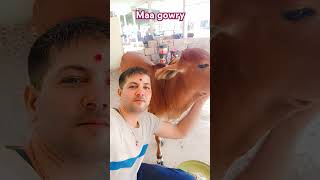 Gowry ko kon kon pasand karta he please comentkrishna cow love [upl. by Tempest463]