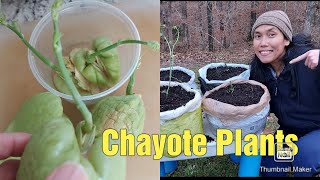 Planting CHAYOTE quotSEEDSquot in Grocery Bags  Zone 7A Gardener [upl. by Sices]