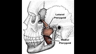 Exercises for the medial and lateral pterygoid [upl. by Melody]