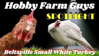 HFG Farm Animal Spotlight Beltsville Small White Turkey [upl. by Pontius414]