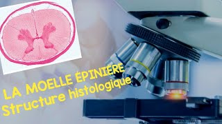 La moelle épinière Structure histologique [upl. by Laird638]