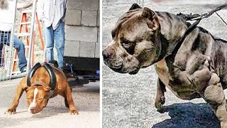 THE STRONGEST DOG BREEDS In The World [upl. by Aerdnaek]