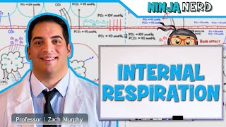 Respiratory  Internal Respiration [upl. by Jackie]