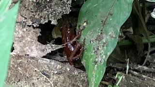 Oophaga pumilio  Rana venenosa roja  Strawberry poison frog [upl. by Esimehc]