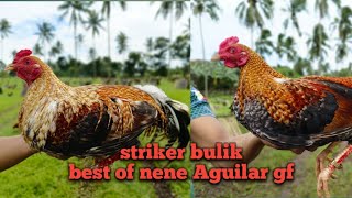 pure striker bulik from nene Aguilar [upl. by Annaiviv]