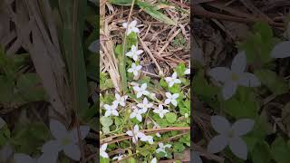 Innocence Houstonia Procumbens native Florida wildflowers fall blooming perennials wildplants [upl. by Ainafetse]