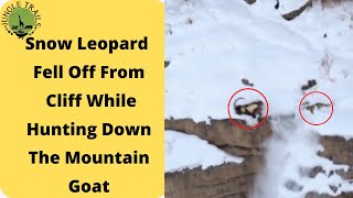 Snow Leopard Fell Off From Cliff While Hunting  Snow Leopard Chasing Prey In Himalayan Mountains [upl. by Kristoffer]