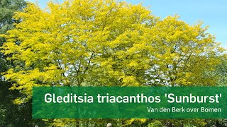 Gleditsia triacanthos Sunburst [upl. by Elleinod]