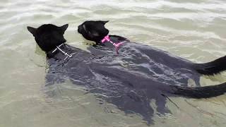 Adorable cats swimming together for the first time [upl. by Phippen]