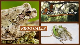 Summer Frog Calls [upl. by Derek389]