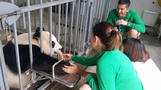 Dujiangyan Panda Volunteer [upl. by Eiramyelhsa456]