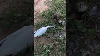 crested goshawk training hunting [upl. by Hugh]