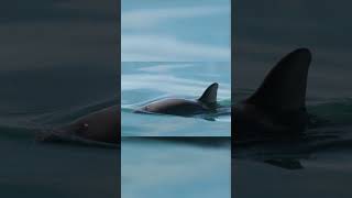 Rare Animals You Need to See  The Vaquita [upl. by Aihsenat]