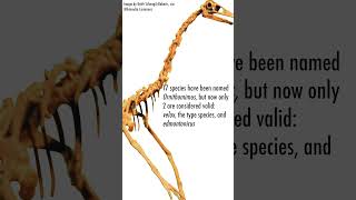 3 Facts About Ornithomimus [upl. by Marketa245]