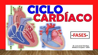 🥇 CICLO CARDÍACO ¡Fácil Explicación [upl. by Emilia]