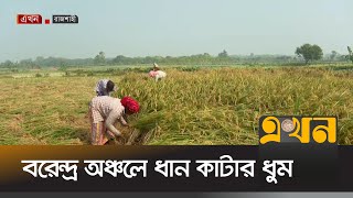 ধান কাটায় ব্যস্ত কৃষক  Rice Production  Rajshahi News  Ekhon TV [upl. by Meagan]