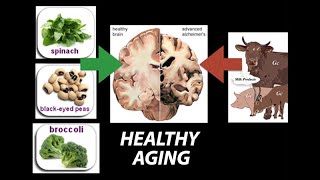 Healthy Nutrient Wealthy and Wise Diet for Healthy Aging  Research on Aging [upl. by Notloc]