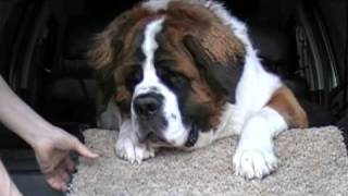 The Worlds Most Stubborn Dog Saint Bernard [upl. by Zeus]