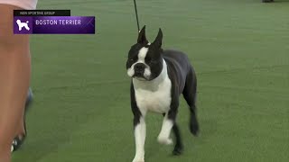 Boston Terriers  Breed Judging 2023 [upl. by Sanfourd]