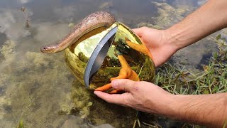 GOLDEN EGG Fish Trap Catches Slithery SNAKE JAWS ATTACKS [upl. by Ateekal989]