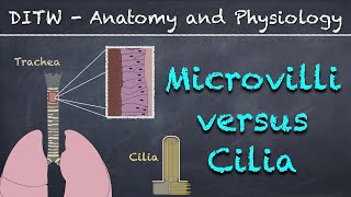 DITW  Microvilli versus Cilia [upl. by Sherwynd714]