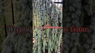 Cedrus atlantica “Pendula Glauca” aka “Weeping Blue Atlas Cedar … conifer evergreen cedar [upl. by Mindy]