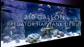 210 Gallon Predator Hap Tank Debut [upl. by Cornia413]