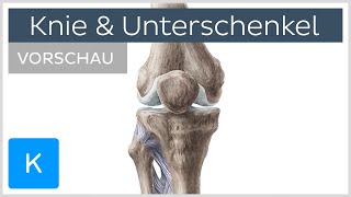 Knie und Unterschenkel  Aufbau und Funktion Vorschau  Kenhub [upl. by Schechinger]