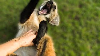 Playing with a rescued Maned Wolf pup [upl. by Golightly]