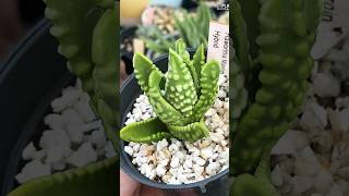 Haworthia Tulista Marginata USA haworthiatulista haworthiapakistan haworthia succulent [upl. by Eisseb567]