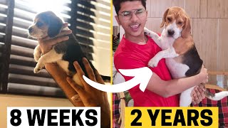 Beagle Puppy Transformation from 8 Weeks to 2 years Puppy to Adult [upl. by Ainnek]