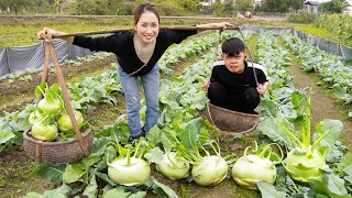 Harvesting kohlrabi  Recipe for making rice mixed with kohlrabi  go to market to sell [upl. by Jezabella]