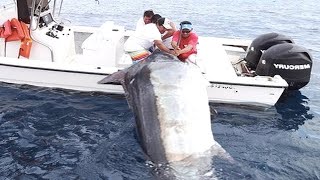 Amazing Level Giant Swordfish Fishing skill  Big Catch Swordfish amp Black Marlin Strongest The Sea [upl. by Bellamy273]