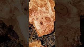 Curly maple burl slab Orcedarcom have small pieces free shipping [upl. by Suolhcin]